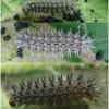 mel triv fascelis larva4 volg2